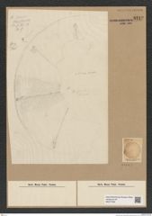 Diatomeae indet. Zeichnungen Sammlung Grunow Nr. 8212 (NHMW-BOT-W0377596)